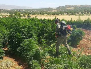At least 6M cannabis roots seized in southeastern Turkey