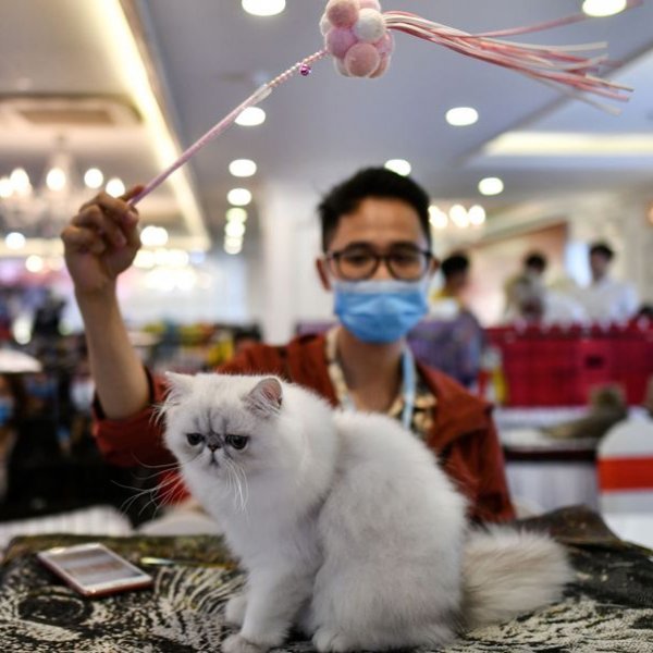 Cats test positive for coronavirus in New York