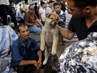 Chinese city bans eating cats and dogs