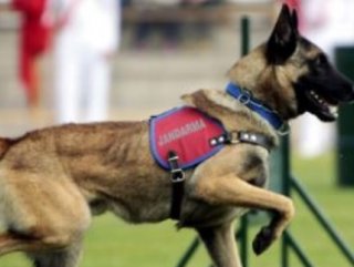 Detection dog retires after 10 years on duty in Turkey