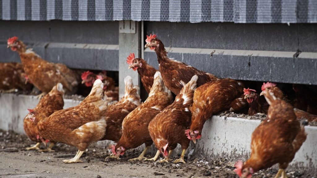Dutch government confirms two cases of bird flu