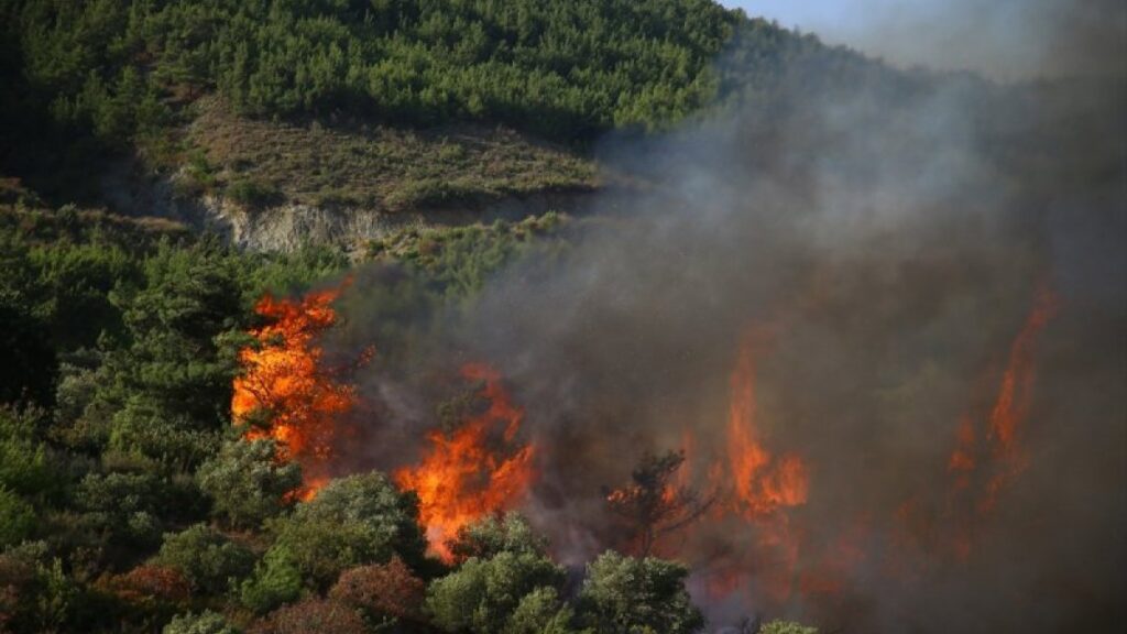 Forest fires cause damage in southeastern Turkey