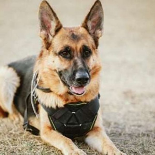 Germany to use military dogs to detect coronavirus