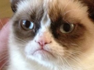Grumpy Cat dies at age seven