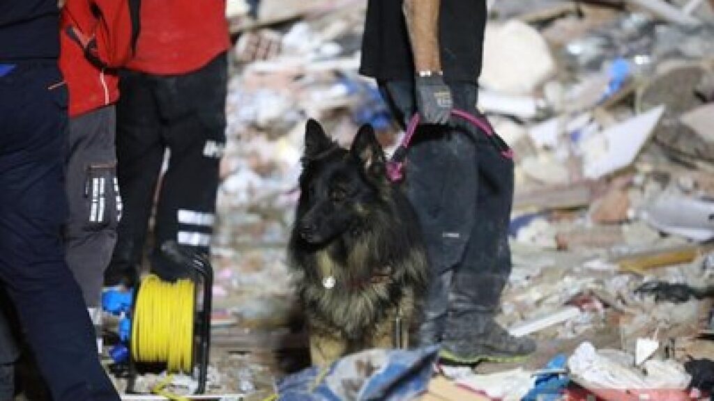Heroic detector dogs save quake victims' lives in Izmir