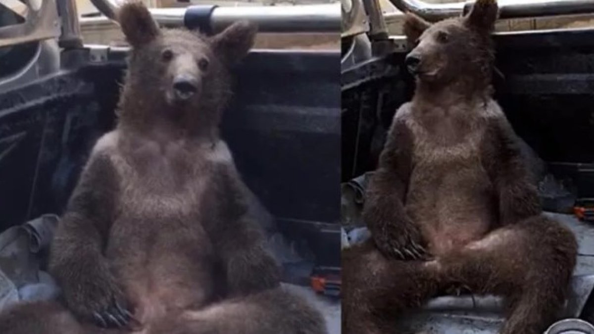 Honey-drunk bear gets helping hand from humans