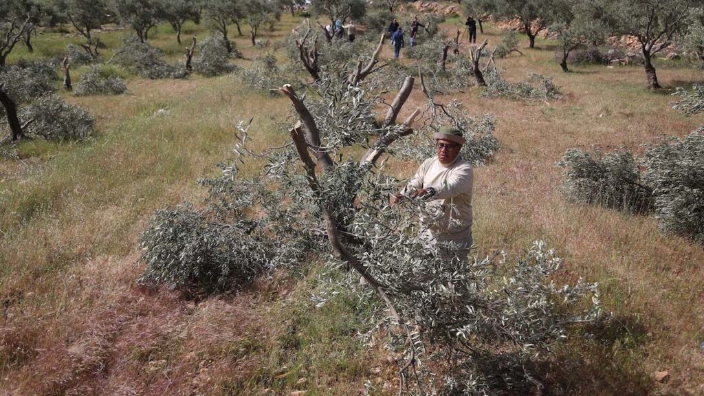 Israeli settlers cut olive trees in West Bank