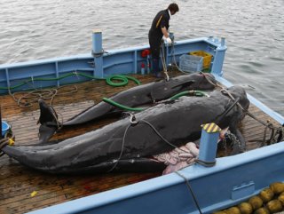 Japan to resume horrific whale hunting