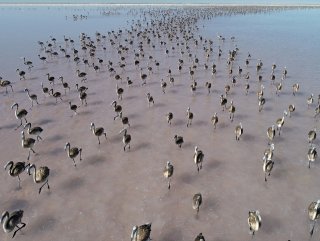 Salt Lake hosts thousands of flamingos in Turkey