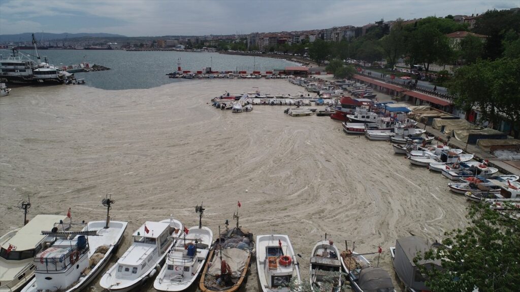 Sea snot on coast of Turkey's Sea of Marmara to be cleaned