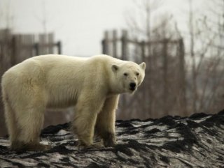 Starving polar bear covered 1,500 kilometers in search of food