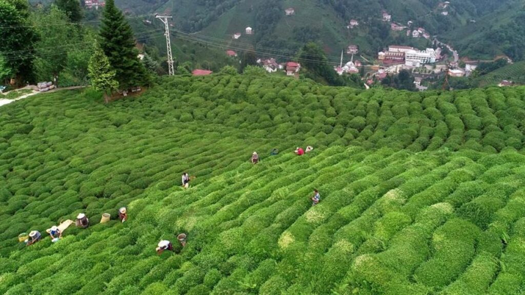 Tea exports rise 17 percent in in 11-month period