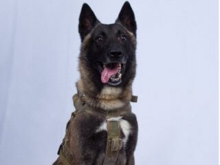 Trump releases photo of military dog in Baghdadi raid