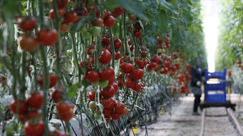 Turkey exports tomato paste across world