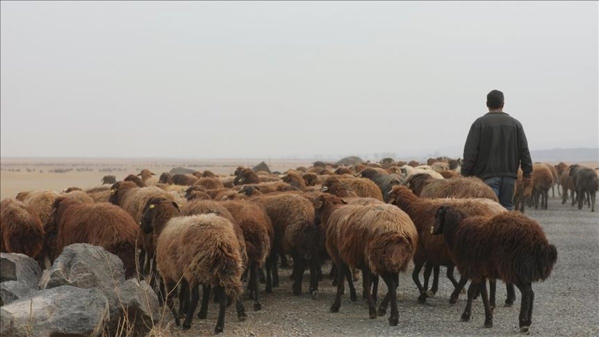 Turkey is leader in Europe's livestock