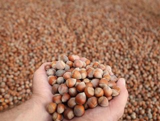 Turkey reobtains $1.4B in hazelnut exports