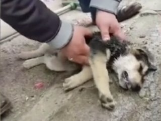 Turkey: Shopkeeper uses CPR to save choking puppy