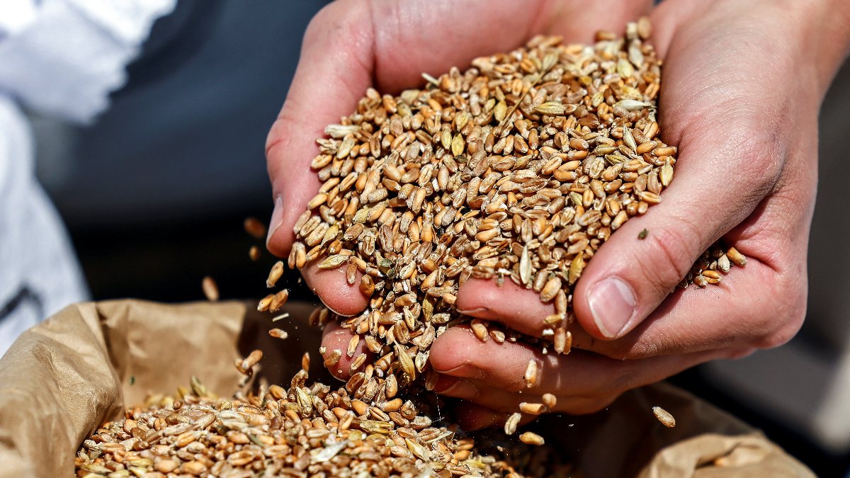 Turkey to help efforts to deliver grain, sunflower seeds to global markets