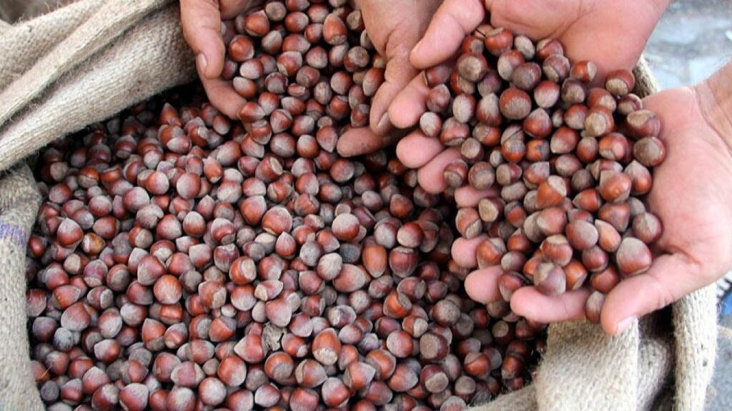 Turkey’s hazelnut exports see 27.5 percent-rise
