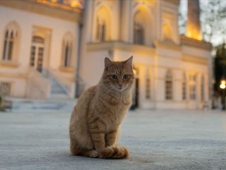 Turkish ministry issues circular letter to protect street animals