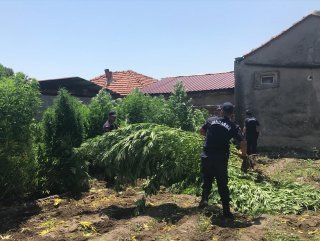 Turkish security forces seize 5.5 million cannabis in Diyarbakır