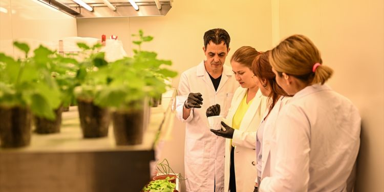 Turkish scientists plan to cultivate plants in space. (AA photo)